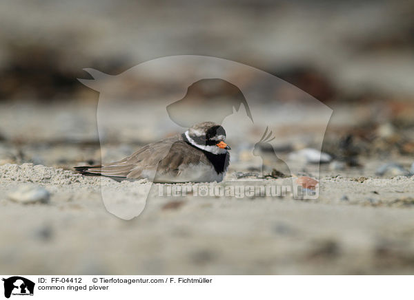 Sandregenpfeifer / common ringed plover / FF-04412