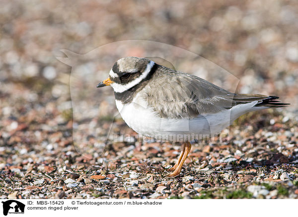 common ringed plover / MBS-15429
