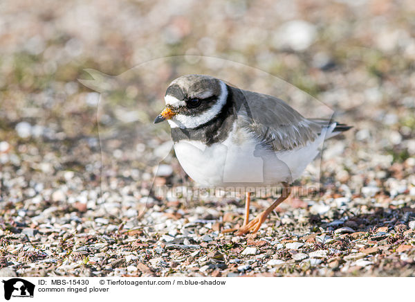 Sandregenpfeifer / common ringed plover / MBS-15430