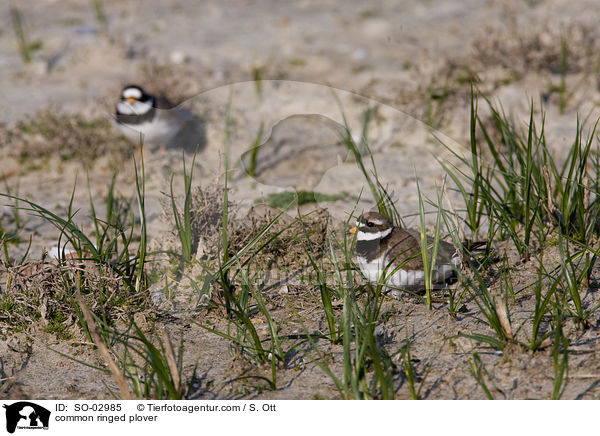 Sandregenpfeifer / common ringed plover / SO-02985