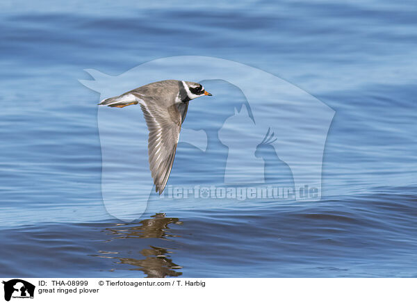 Sandregenpfeifer / great ringed plover / THA-08999