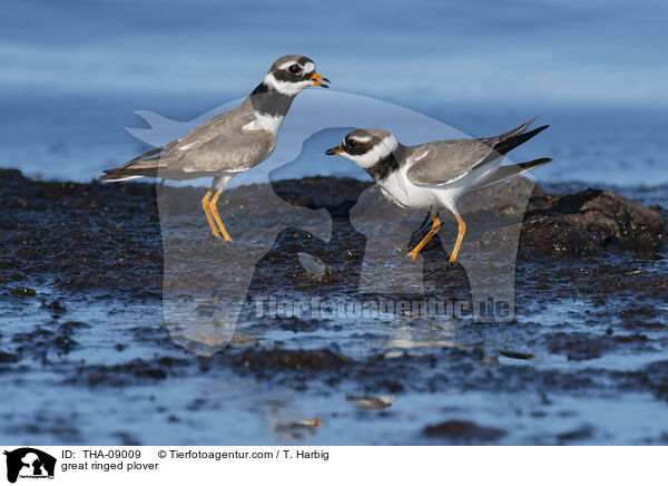 Sandregenpfeifer / great ringed plover / THA-09009