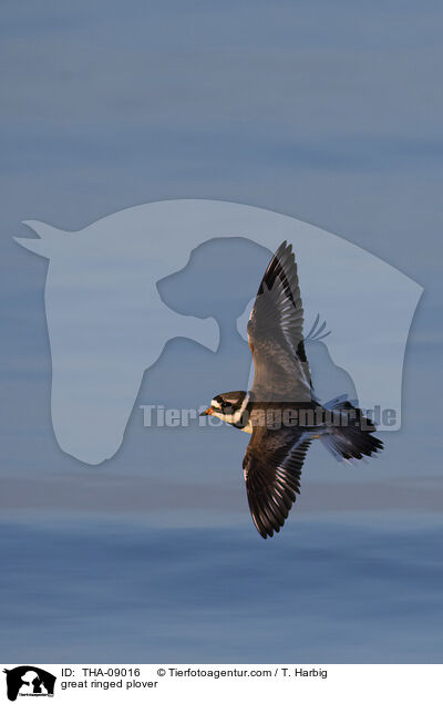 Sandregenpfeifer / great ringed plover / THA-09016