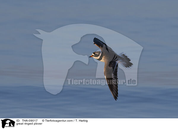 great ringed plover / THA-09017