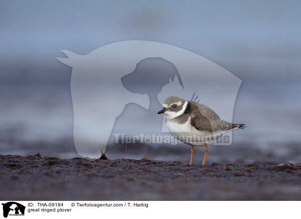 Sandregenpfeifer / great ringed plover / THA-09184