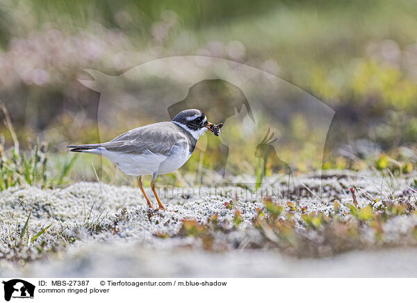 Sandregenpfeifer / common ringed plover / MBS-27387