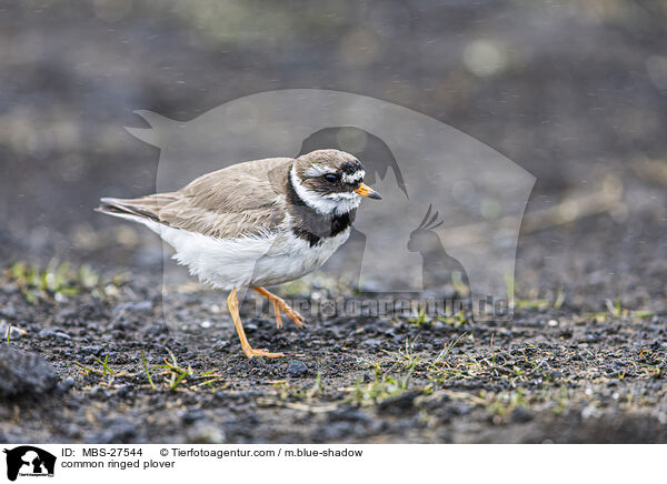 Sandregenpfeifer / common ringed plover / MBS-27544