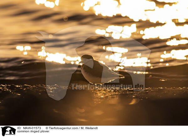 Sandregenpfeifer / common ringed plover / MAW-01573