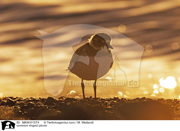 Sandregenpfeifer / common ringed plover / MAW-01574