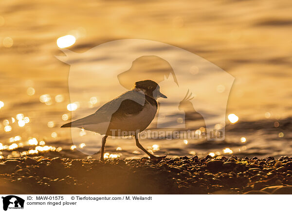 Sandregenpfeifer / common ringed plover / MAW-01575