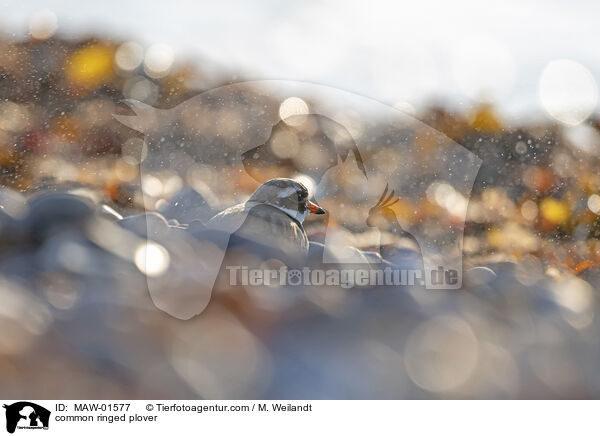 Sandregenpfeifer / common ringed plover / MAW-01577