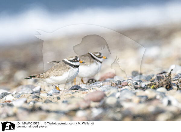 Sandregenpfeifer / common ringed plover / MAW-01579