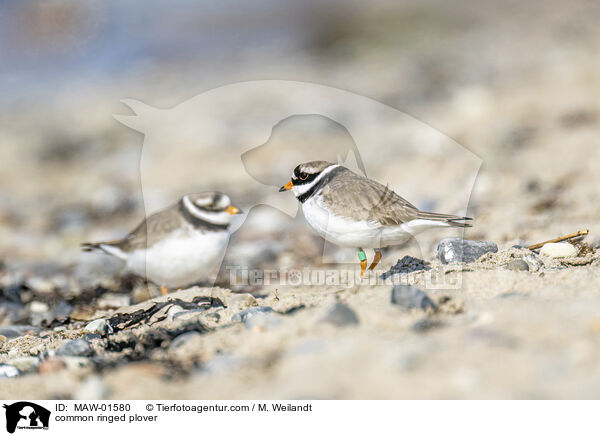 Sandregenpfeifer / common ringed plover / MAW-01580