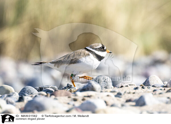 common ringed plover / MAW-01582