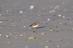 common ringed plover