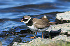 common ringed plover