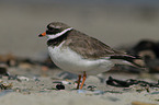 common ringed plover