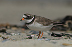 common ringed plover