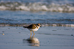 common ringed plover