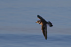 great ringed plover