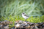 common ringed plover