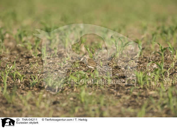 Feldlerche / Eurasian skylark / THA-04211