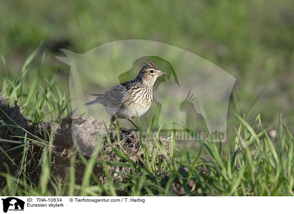 Feldlerche / Eurasian skylark / THA-10634