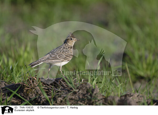 Eurasian skylark / THA-10635