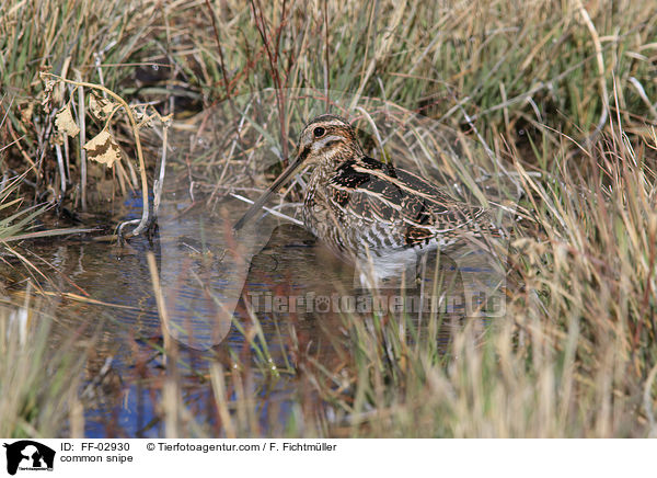 Bekassine / common snipe / FF-02930