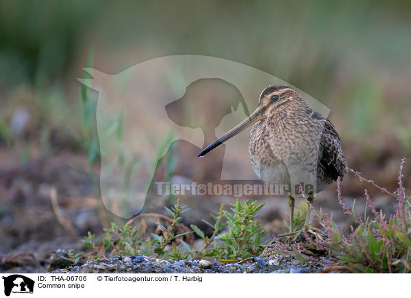 Bekassine / Common snipe / THA-06706