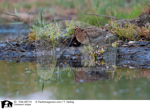 Bekassine / Common snipe / THA-06710