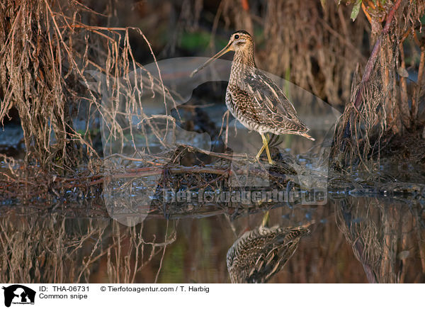 Bekassine / Common snipe / THA-06731