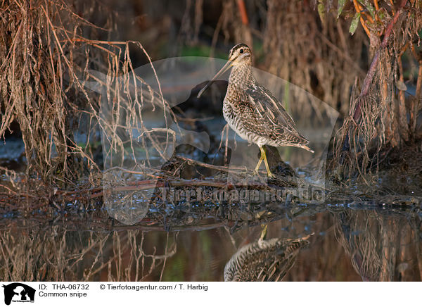 Bekassine / Common snipe / THA-06732