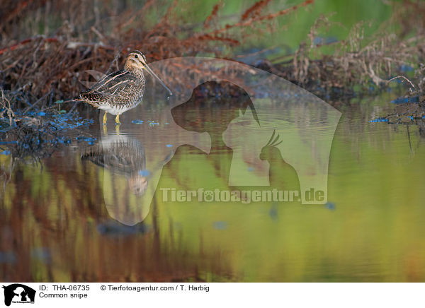 Bekassine / Common snipe / THA-06735