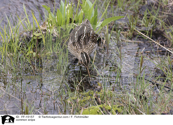 common snipe / FF-15157