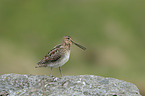 common snipe