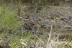 common snipe