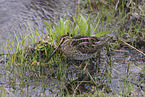 common snipe