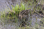 common snipe