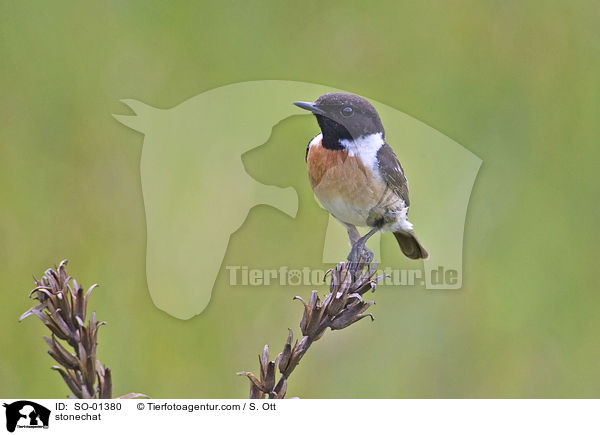 Schwarzkehlchen / stonechat / SO-01380