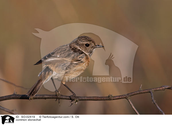 Schwarzkehlchen / common stonechat / SO-02419