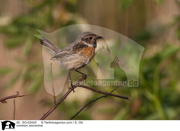 Schwarzkehlchen / common stonechat / SO-02420