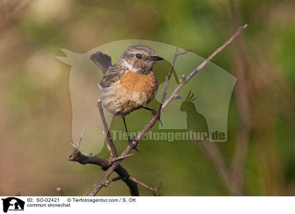 Schwarzkehlchen / common stonechat / SO-02421