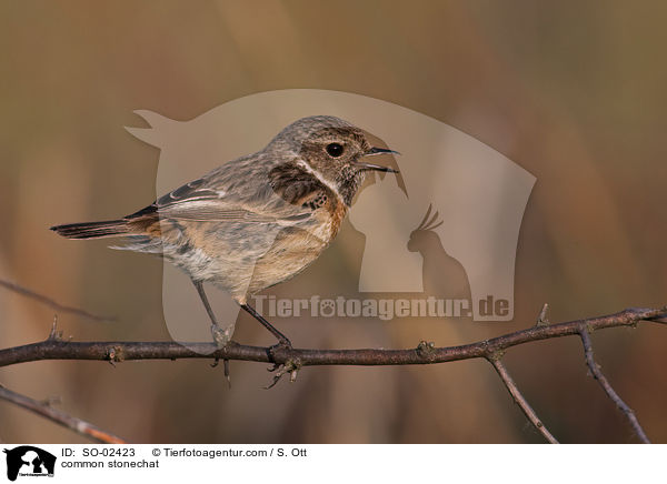 Schwarzkehlchen / common stonechat / SO-02423