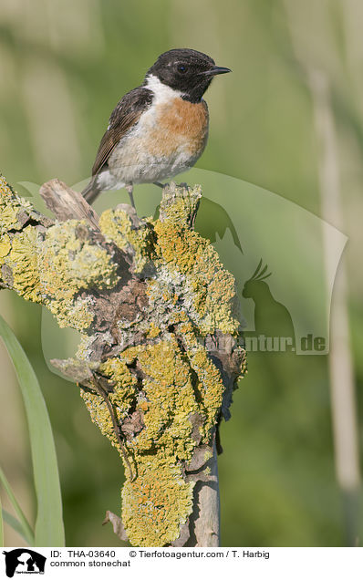 Schwarzkehlchen / common stonechat / THA-03640