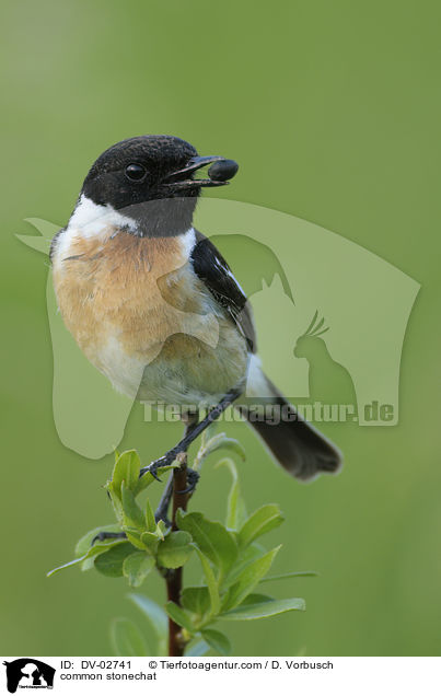 Schwarzkehlchen / common stonechat / DV-02741