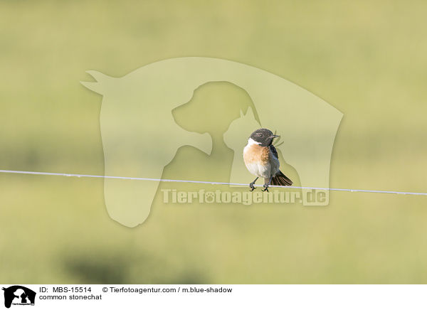 Europisches Schwarzkehlchen / common stonechat / MBS-15514