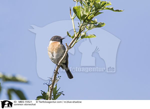 Europisches Schwarzkehlchen / common stonechat / MBS-15521