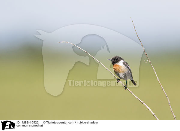 Europisches Schwarzkehlchen / common stonechat / MBS-15522