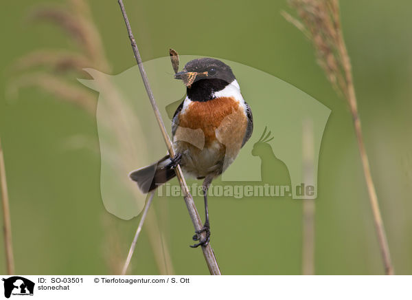 Schwarzkehlchen / stonechat / SO-03501